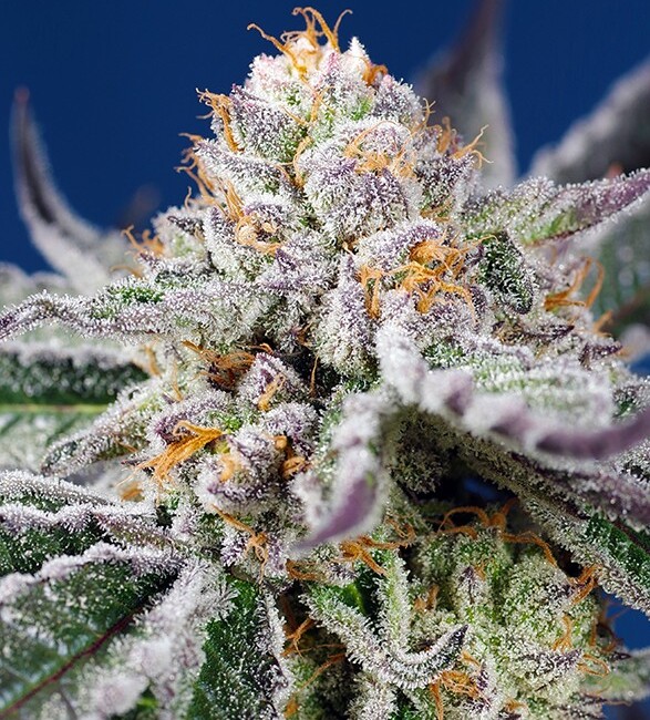 ss-_orange-apricot-glue-xl-auto_2
