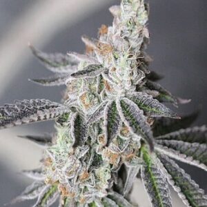 Animal Mints Auto Feminized Seeds - BULK x 100