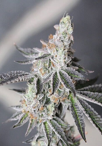 t1_-_animal-mints_auto_