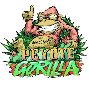 Peyote Gorilla feminized Seeds - 10 Seeds