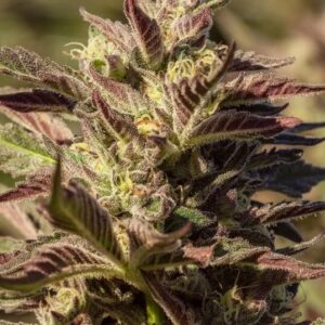 La Jefa Fast Feminized Seeds - 5