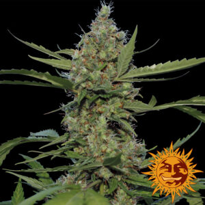 Laughing Buddha feminized Seeds - 5 Seeds