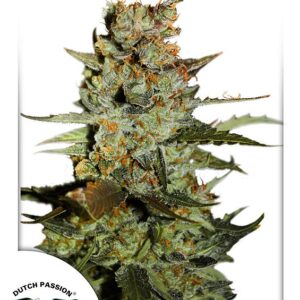 Blueberry Auto feminized Seeds
