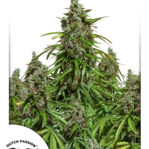 Mazar Auto feminized Seeds - 7 Seeds