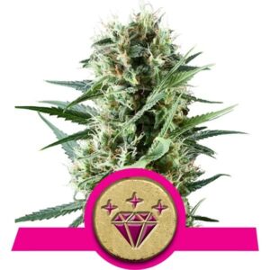 Special Kush #1 feminized Seeds - 5 Seeds