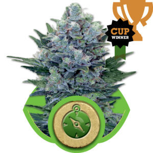 Northern Light Auto feminized Seeds - 5 Seeds