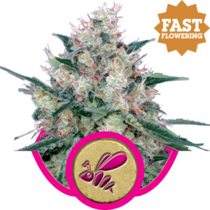 Honey Cream FAST Version feminized Seeds - 5 Seeds