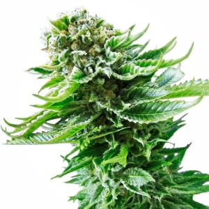 Northern Lights Auto feminized Seeds