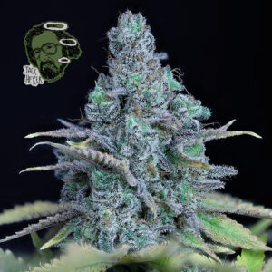 Jack Herer feminized Seeds - 3 Seeds