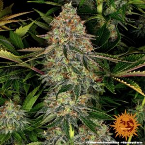 Tangerine Dream Auto feminized Seeds