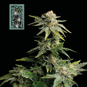 White Widow Fast feminized Seeds - 100 Seeds