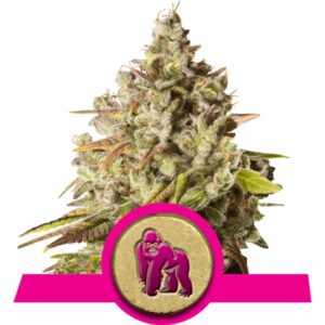 Royal Gorilla feminized Seeds - 5 Seeds