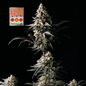 Strawberry Banana Grape feminized Seeds