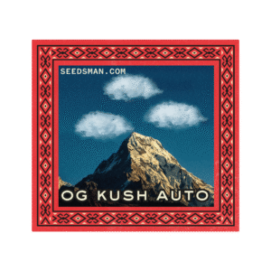OG Kush Auto feminized Seeds - 10 Seeds