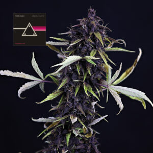 Pink Kush CBD 30:1 Auto feminized Seeds - 3 Seeds