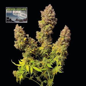 Northern Lights Auto feminized Seeds - 10 Seeds