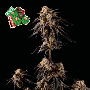 Peyote Gorilla feminized Seeds - 25 Seeds