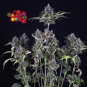 Zkittlez Auto feminized Seeds - 5 Seeds