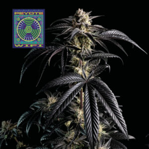Peyote Wi-Fi feminized Seeds - 5 Seeds