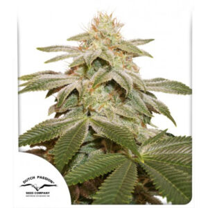 Sugar Bomb Punch feminized Seeds - 5 Seeds