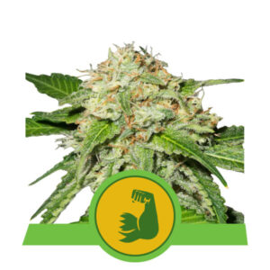 HulkBerry Auto feminized Seeds - 5 Seeds