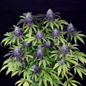 Peyote Wi-Fi CBD 2:1 feminized Seeds - 5 Seeds