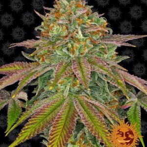 Wedding Cake feminized Seeds - 3 Seeds