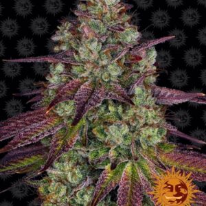 Mimosa EVO feminized Seeds - 3 Seeds
