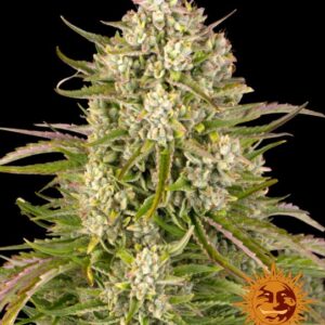 Wedding Cake Auto feminized Seeds - 5 Seeds