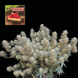 Strawberry Cheesecake Auto feminized Seeds - 10 Seeds