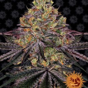 Watermelon Zkittlez feminized Seeds - 3 Seeds
