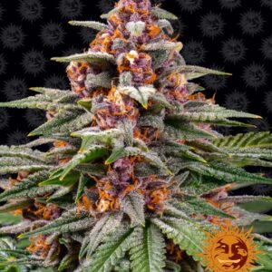 Runtz Auto feminized Seeds - 3 Seeds