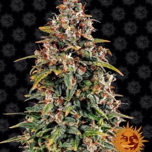 Watermelon Zkittlez Auto feminized Seeds - 3 Seeds