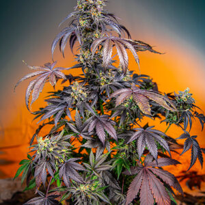 Red Gorilla Girl XL Auto feminized Seeds - 5+2 Seeds
