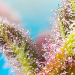 Purple Punch OG feminized Seeds - 5+2 Seeds