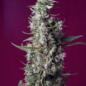 Sweet Cherry Pie feminized Seeds - 5+2 Seeds
