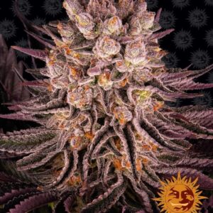 Mimosa x Orange Punch feminized Seeds - 3 Seeds