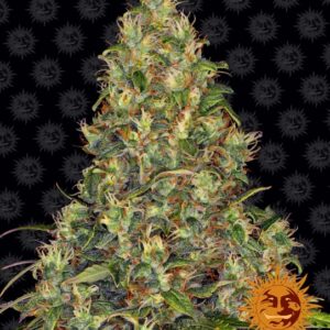 Amnesia Haze Auto feminized Seeds - 5 Seeds