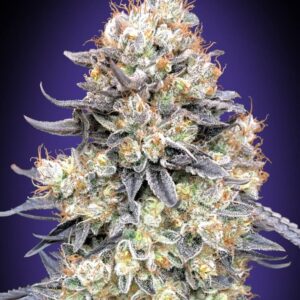 Purple Punch Auto feminized Seeds