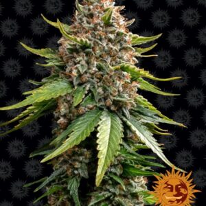 White Widow XXL Auto feminized Seeds - 5 Seeds