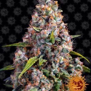 Strawberry Cheesecake Auto feminized Seeds - 5 Seeds