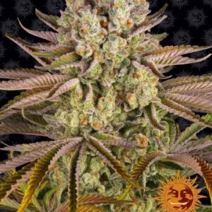 Pineapple Express feminized Seeds - 3 Seeds