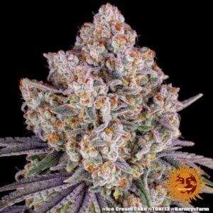 Ice Cream Cake feminized Seed - 3 Seeds