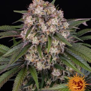 OG Kush Auto feminized Seeds