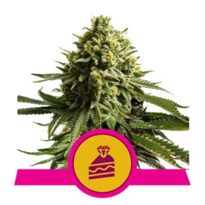 Wedding Cake feminized Seeds