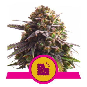 Biscotti feminized Seeds