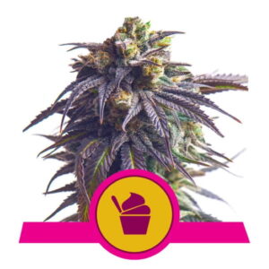 Sundae Driver feminized Seeds - 5 Seeds