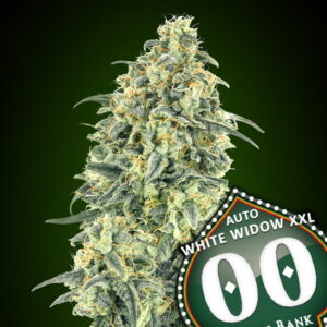 White Widow XXL Auto feminized Seeds
