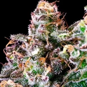 Purple Punch Feminized Seeds