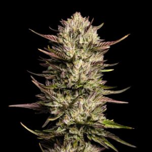 Purple Oreoz F1 feminized Seeds - 3 Seeds